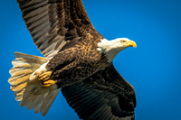 Eagle Overhead_8020