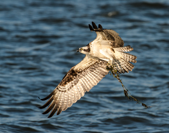 Osprey with Seaweed for Nest