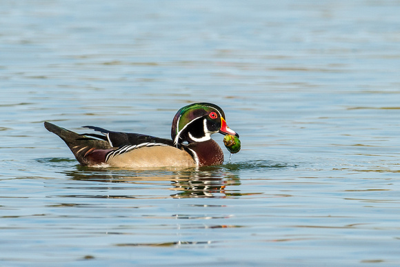 Male Wood Duck Feeding-2