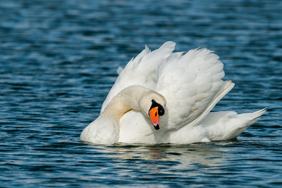 Mute Swan Pose