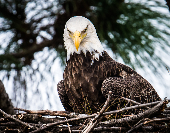 Eagle Watch_5829