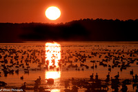 Snow Geese Sunset_CDS4083
