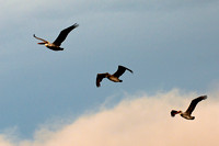 Three Pelicans in Flight