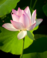 Lotus Flower_CDS0834
