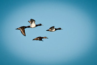 Duck Formation_CDS0392
