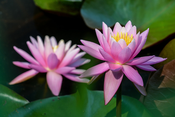 Pink Water_ Lily