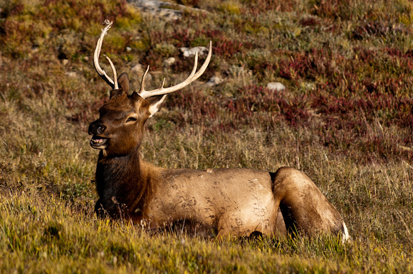 Elk Male Sitting Ridge Road _9218