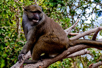 Primate in Tree