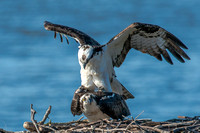 Pair of Osprey Mating