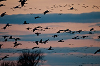 Tens of Thousands Arrive for Night Roost on thePlatte River_0178