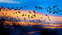 Sandhill Cranes in the Twilight Sky_0264