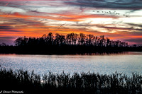 Bombay Sunset_CDS9020