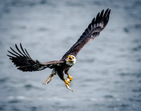 Outstanding Beautiful Nikon Eagle Photography