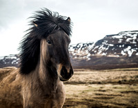 Icelandic Horse_6448