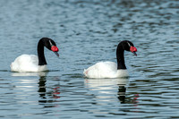 Pair of Black-necked Swans