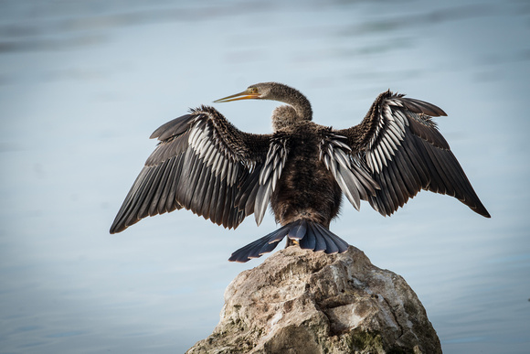 Anhinga drying wings