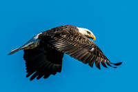 Eagle Flyby_8022
