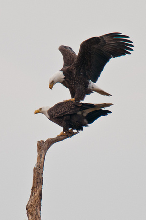 Eagle Mating Position_CDS9981