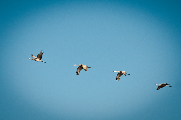 Sandhill Crane Formation_CDS0345-2