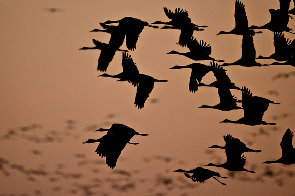Sandhill Cranes at Sunset_0176