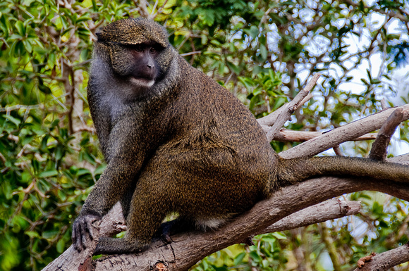Primate in Tree